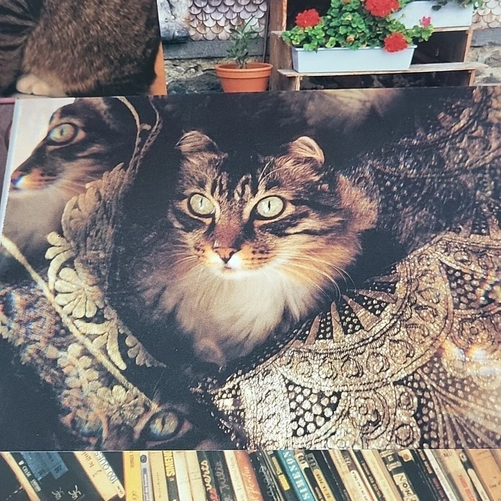 Vintage Oversized Kitty Cat Postcards 7pc Lot #4